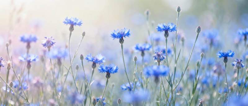 蓝花绽放 春意盎然图片