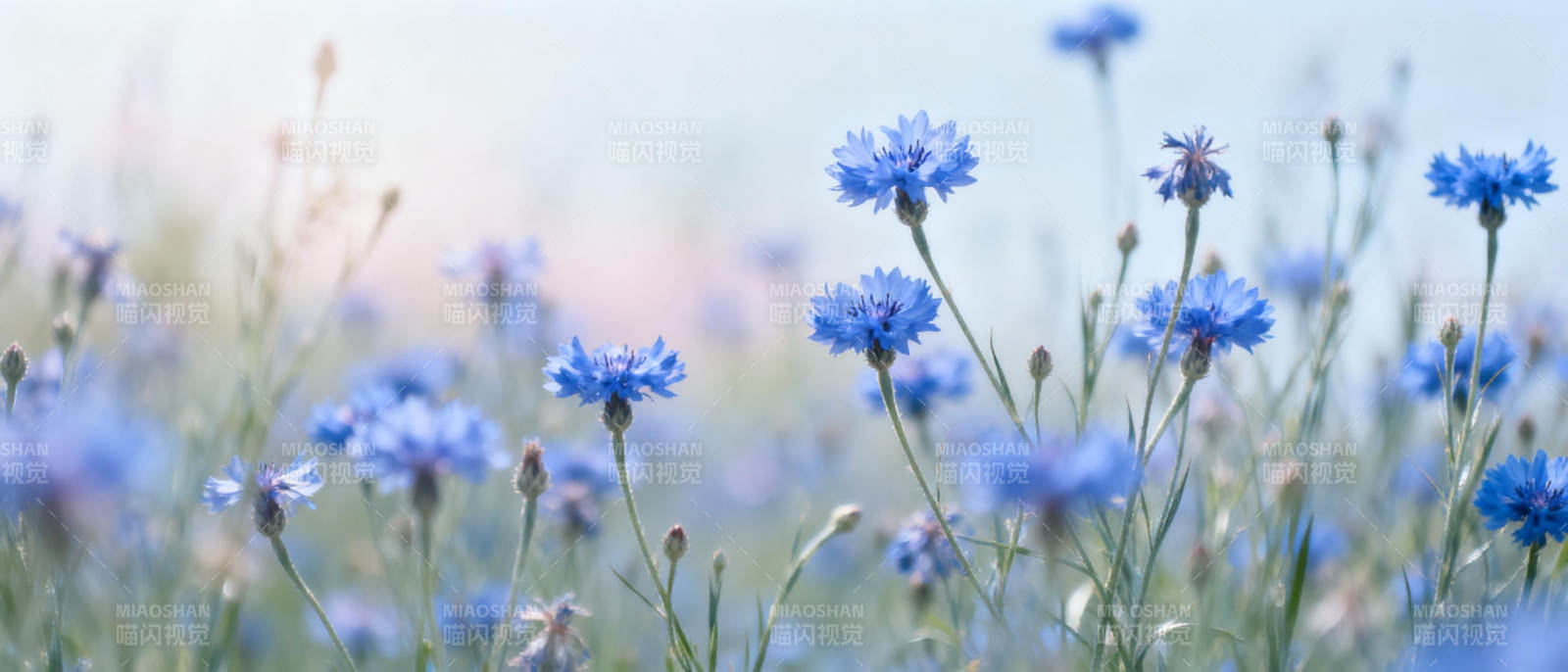 蓝花绽放春日景图片