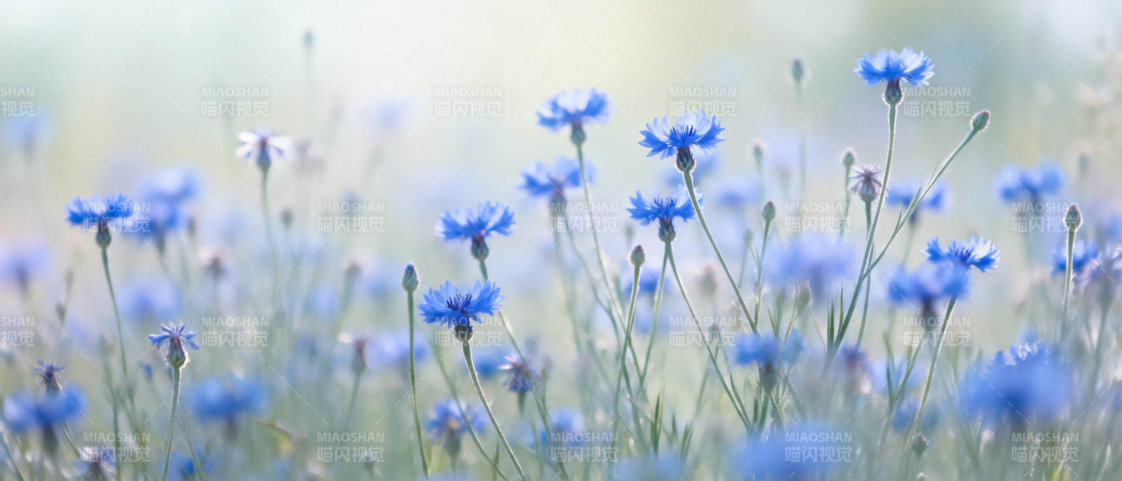 蓝花摇曳春意浓图片