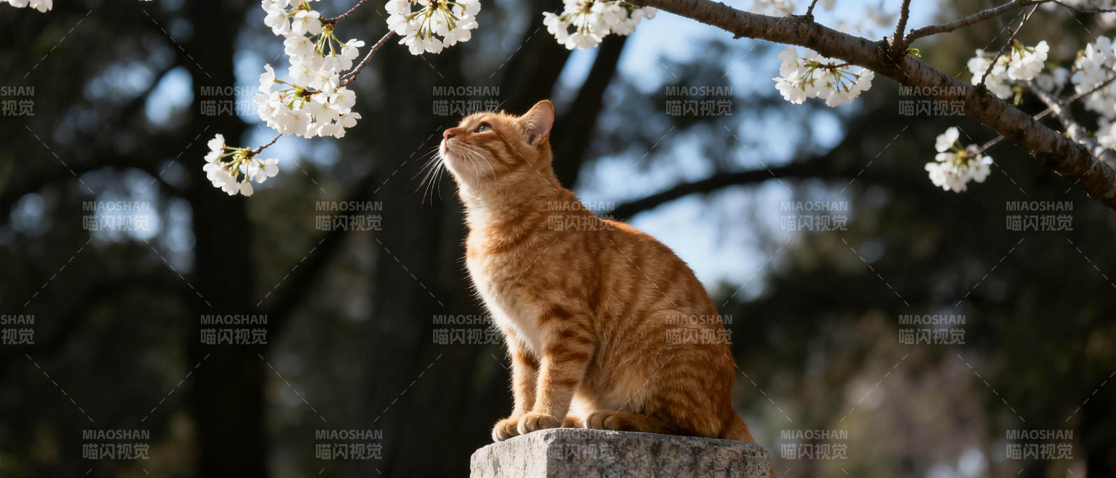 猫望花枝图片