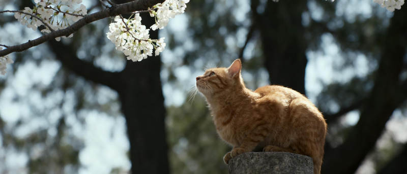 猫望樱花图片