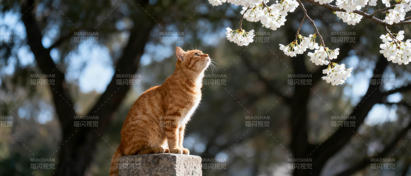 猫望樱花图片