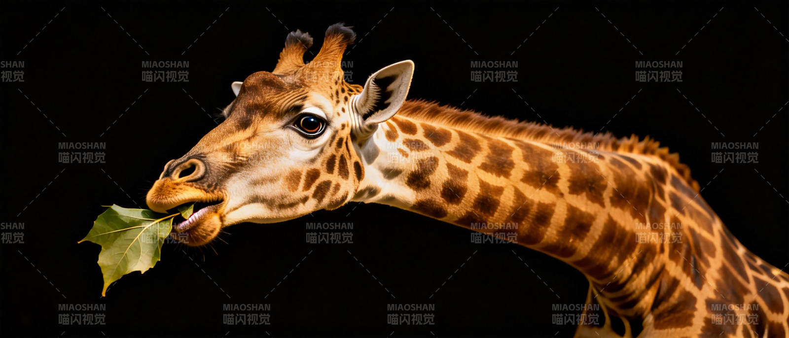 长颈鹿吃树叶图片