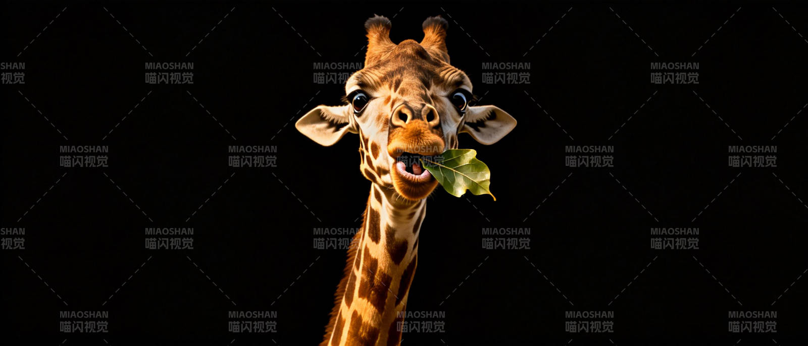 长颈鹿吃叶特写图片