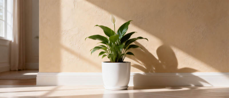 阳光下的绿植图片