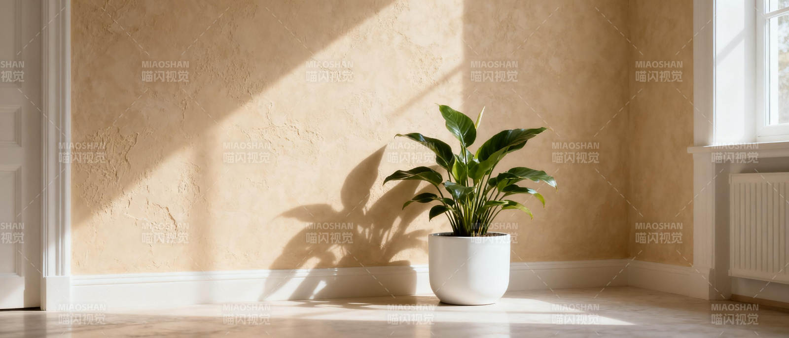 阳光下的绿植角落图片