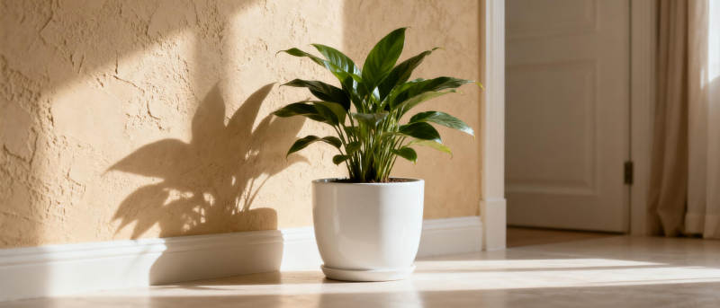 绿植光影静谧角落图片