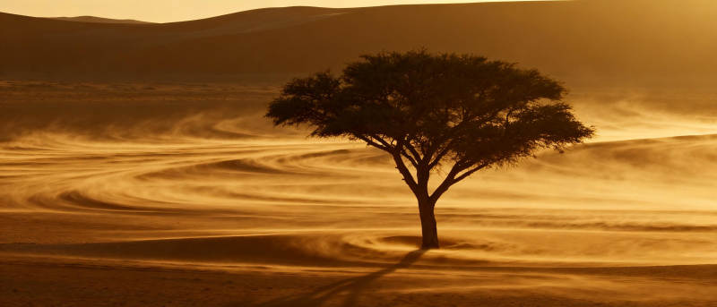 沙漠孤树剪影图片