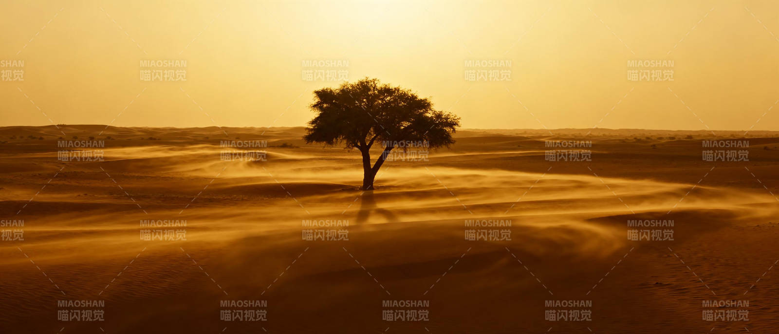 沙漠孤树剪影图片