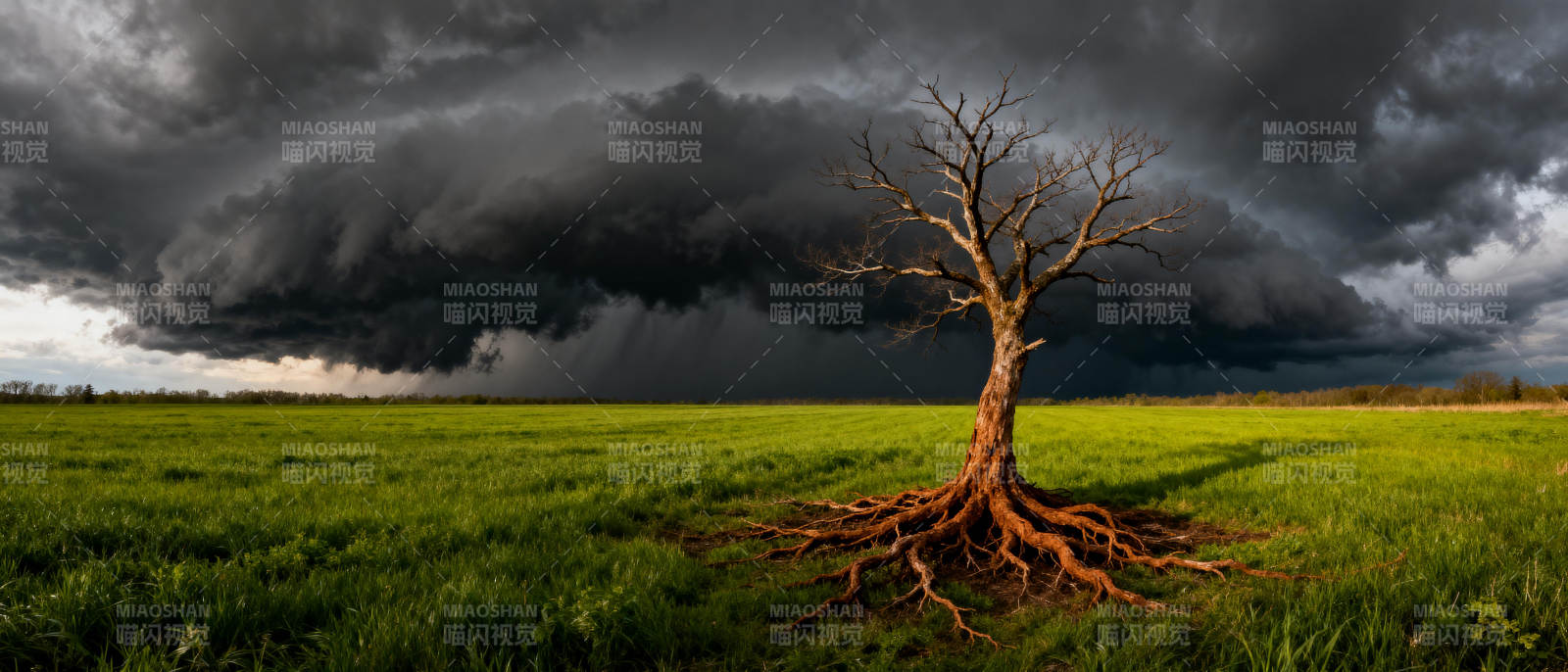 孤树迎风暴图片