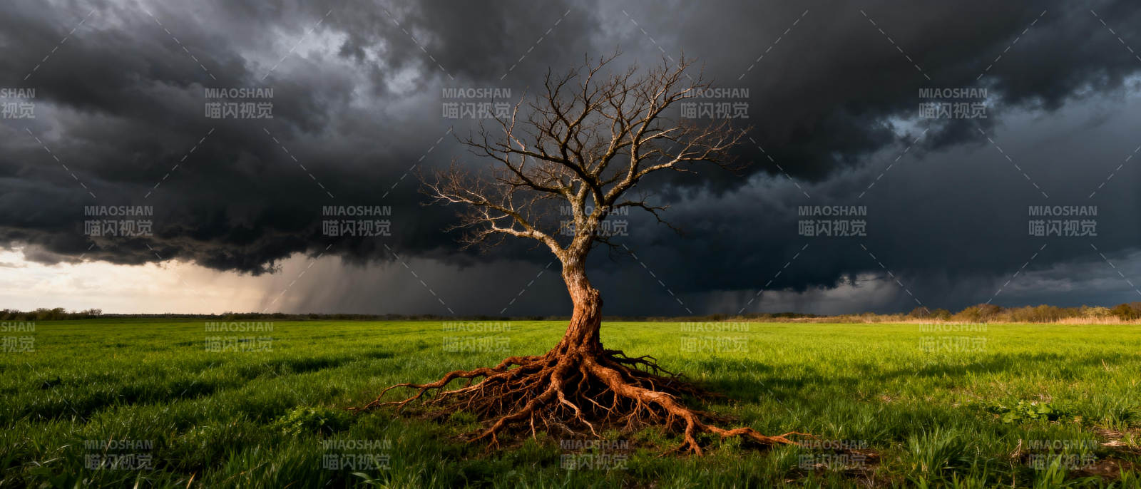 孤树迎风暴图片