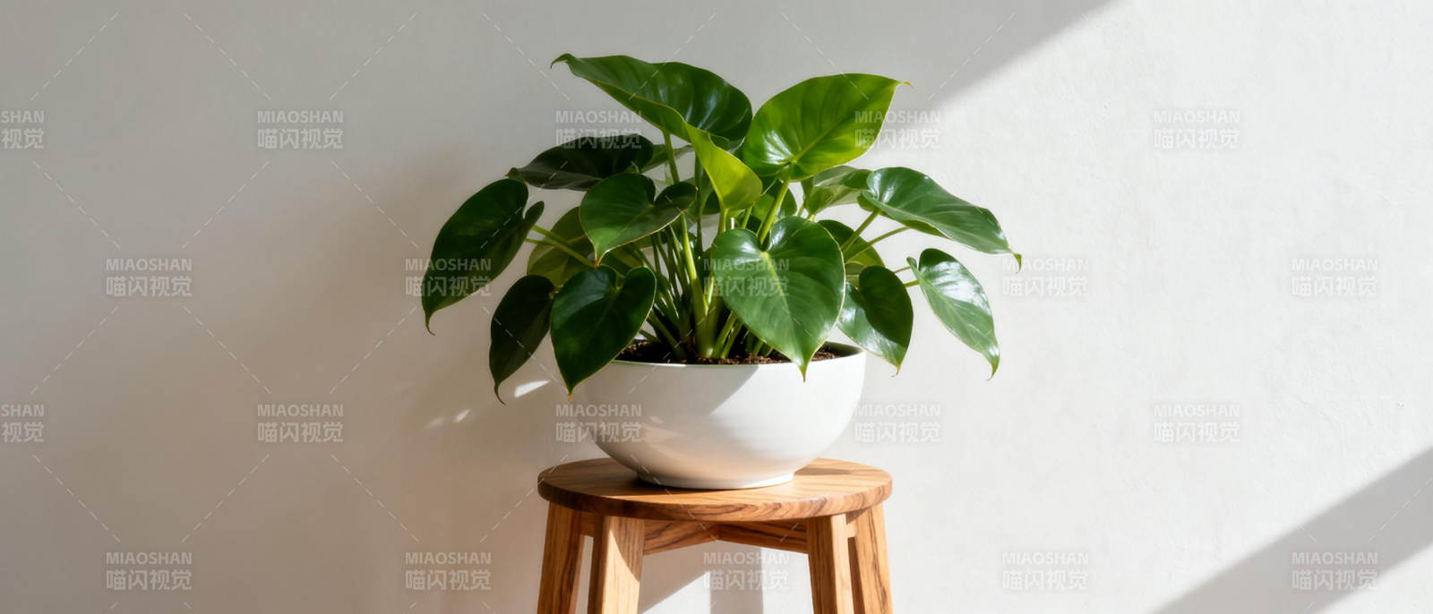 绿植静置木凳上图片