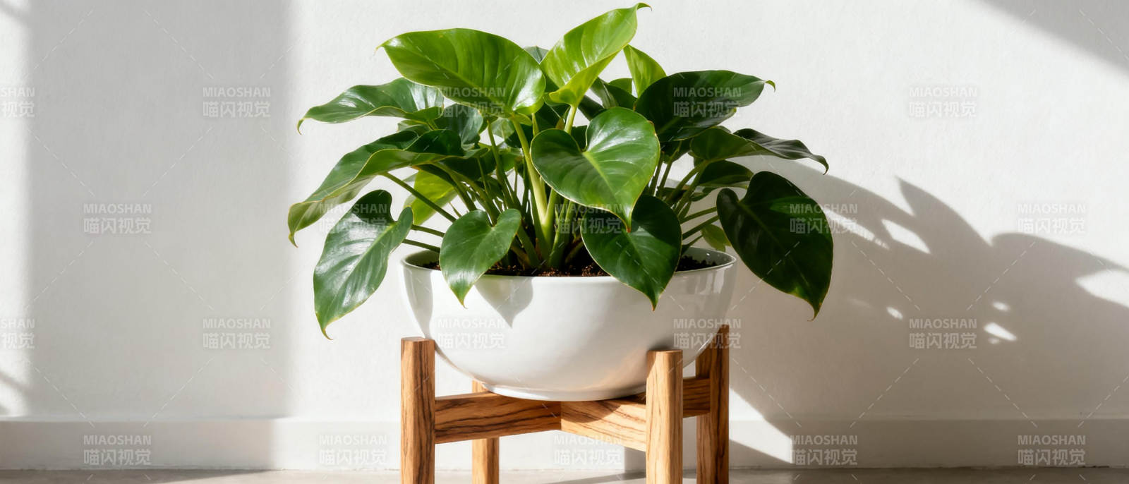 绿植静谧时光图片