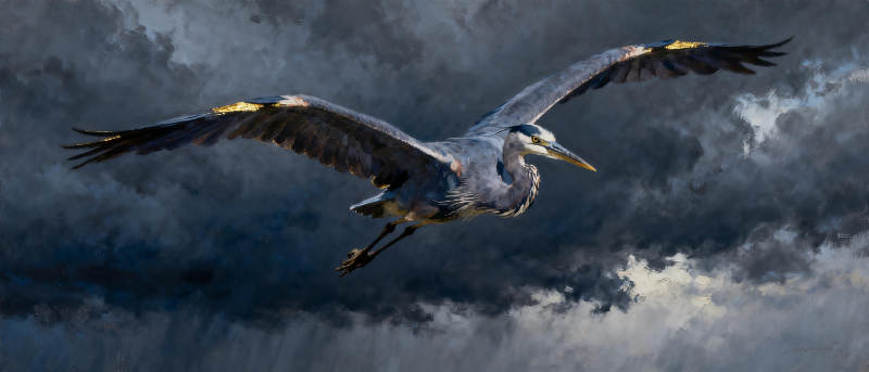 苍鹭翱翔于云际图片