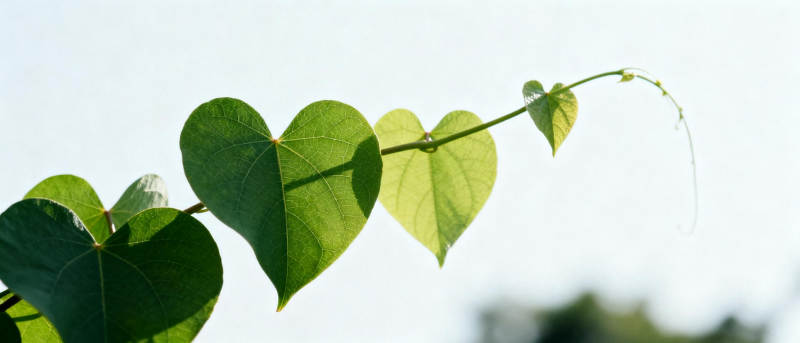 心形绿叶迎风摇曳图片