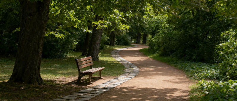 林间小径静谧景图片