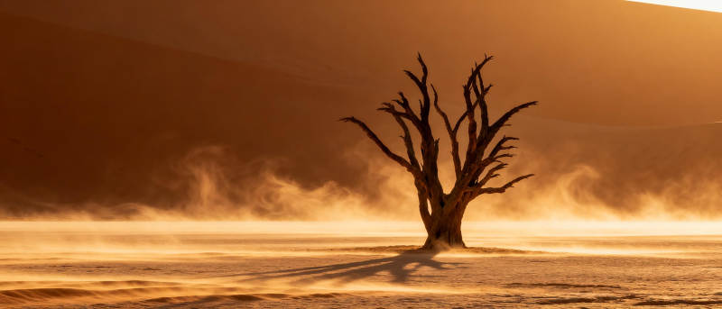 孤树沙海晨雾图片