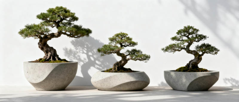 三盆 bonsai 树图片
