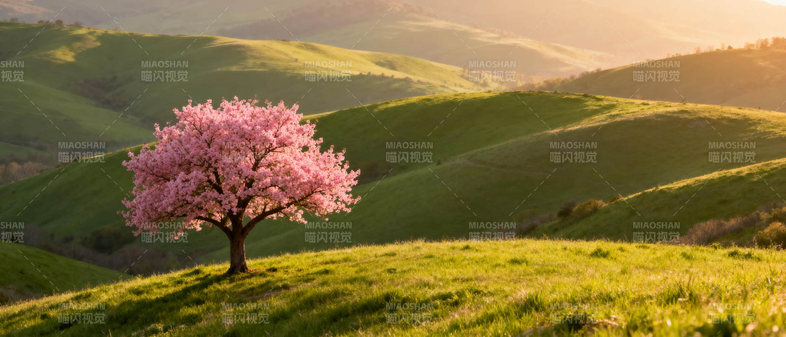 春日孤樱绽放图片