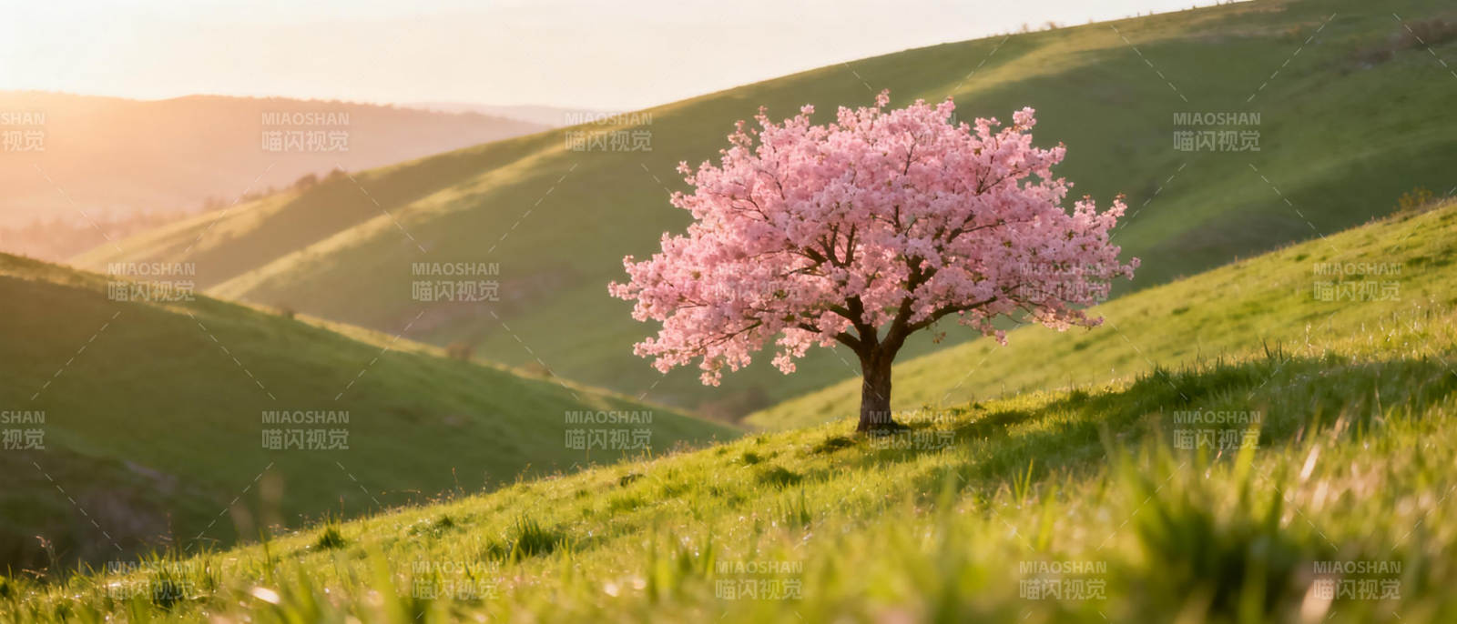 樱花树下春意浓图片