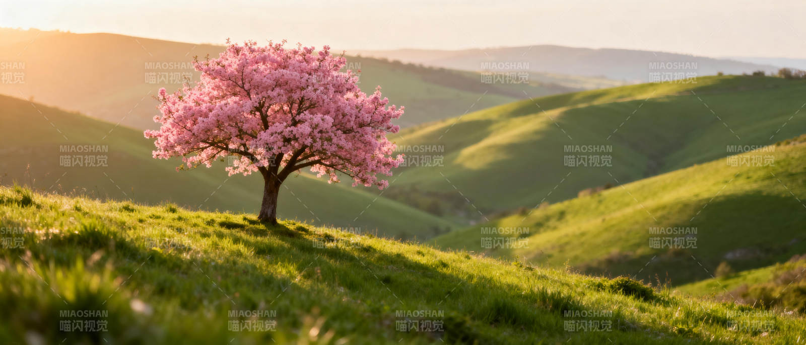 樱花树下的春日图片