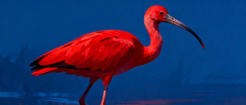 红鹮静立水边图片