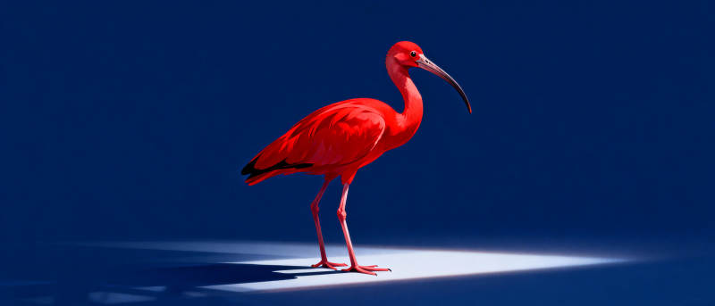 红鹮静立夜色中图片