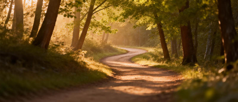 林间小径晨光图片