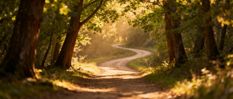 林间小径秋光图片