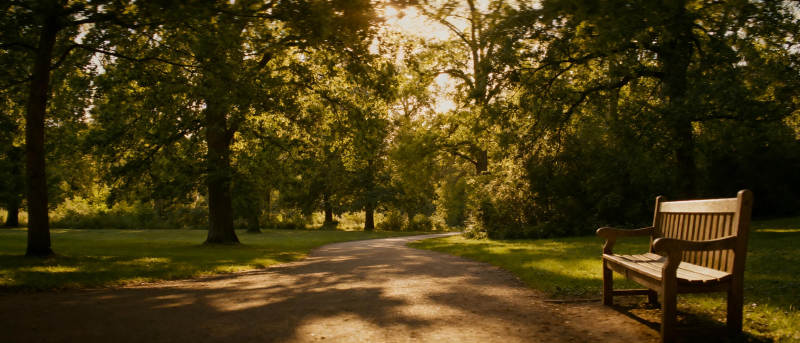林间小径静谧秋景图片
