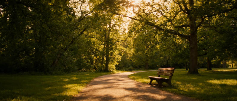 林间小径静谧时光图片