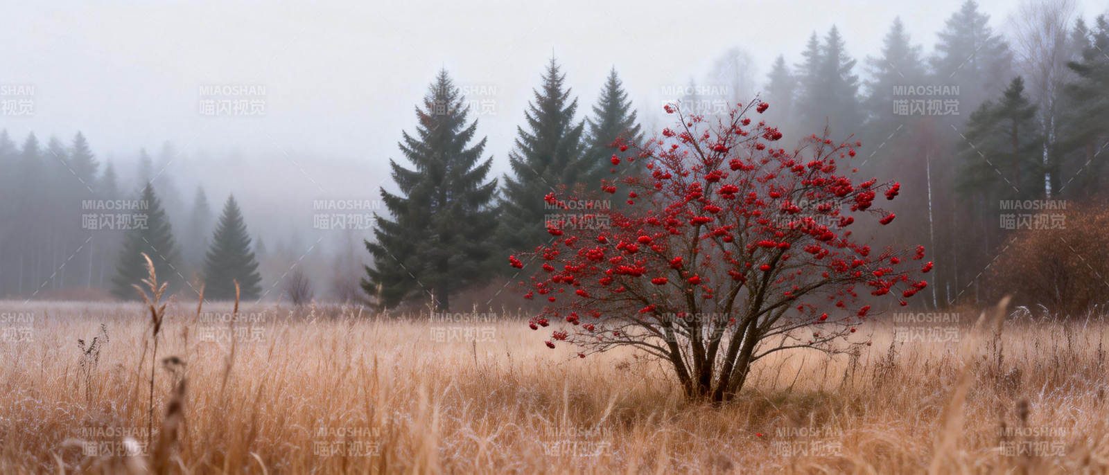 雾中红果树图片