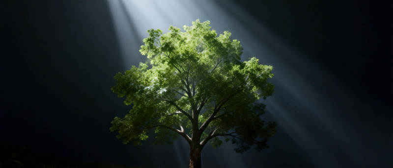 光中之树图片