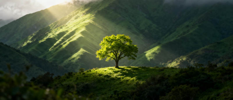 孤树映山光图片