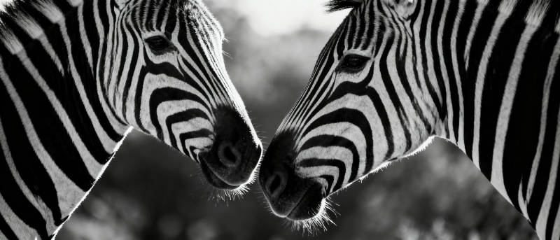 斑马亲吻瞬间图片