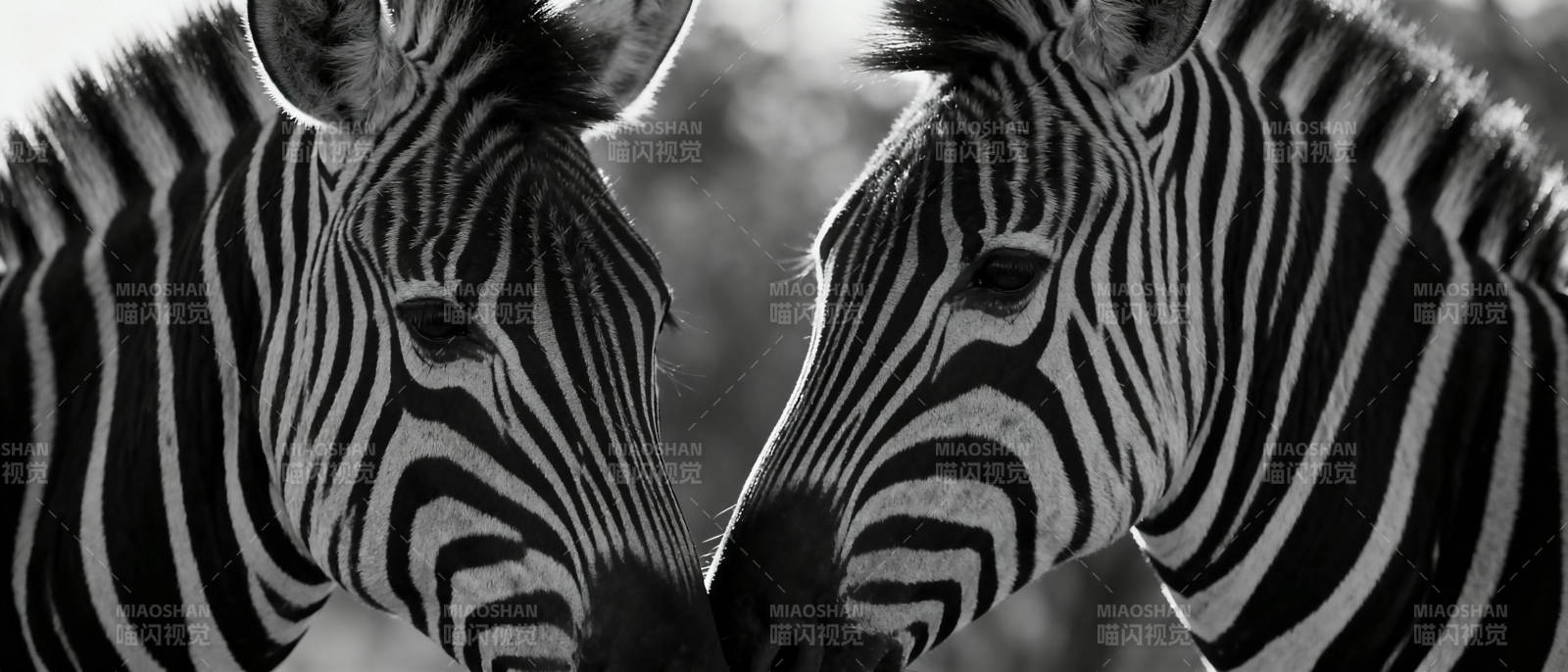 斑马双影图片