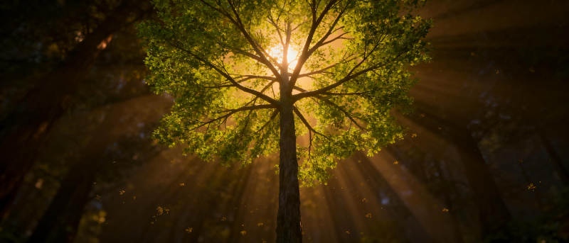 光之树冠图片
