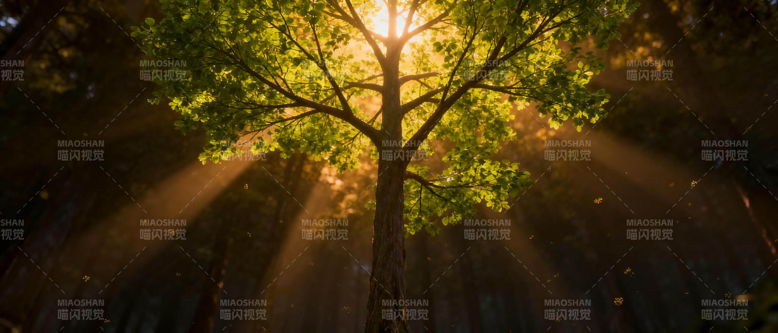 阳光穿透树冠图片