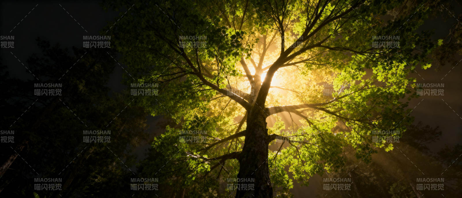 光之树冠图片