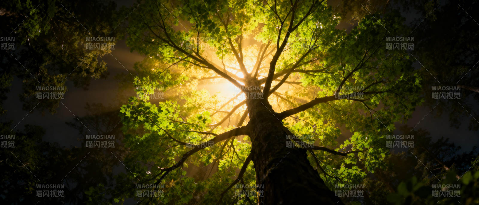 树冠阳光穿透图片