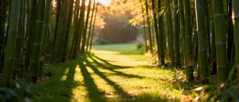 竹林小径光影图片