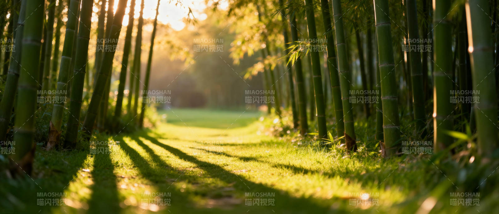 竹林光影图片