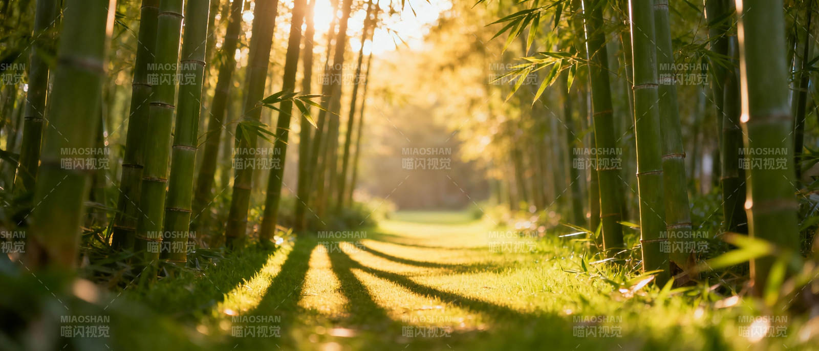 竹林小径光影交错图片
