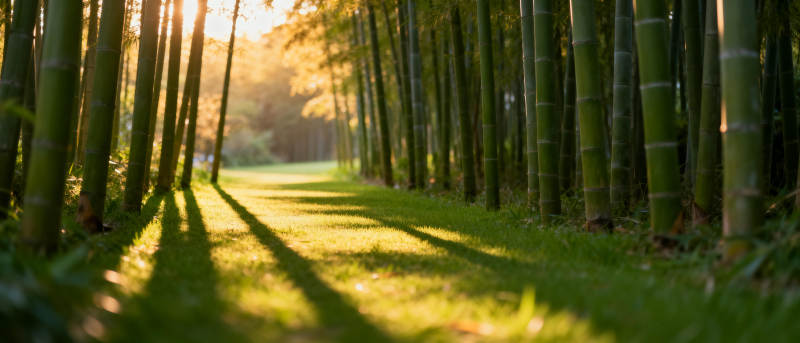 竹林小径光影图片