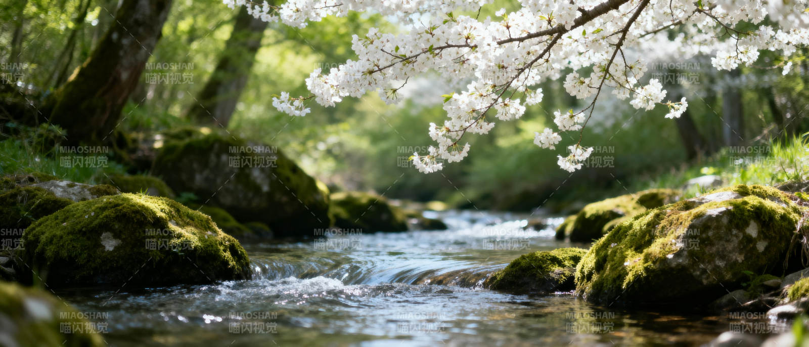 溪流樱花静谧景图片