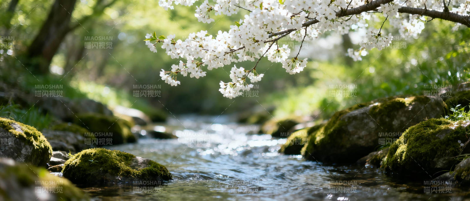 溪畔樱花绽放图片