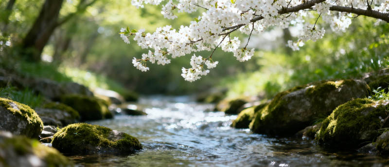 溪畔樱花绽放图片