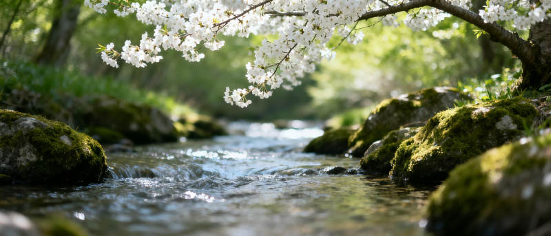 樱花溪流春景图片