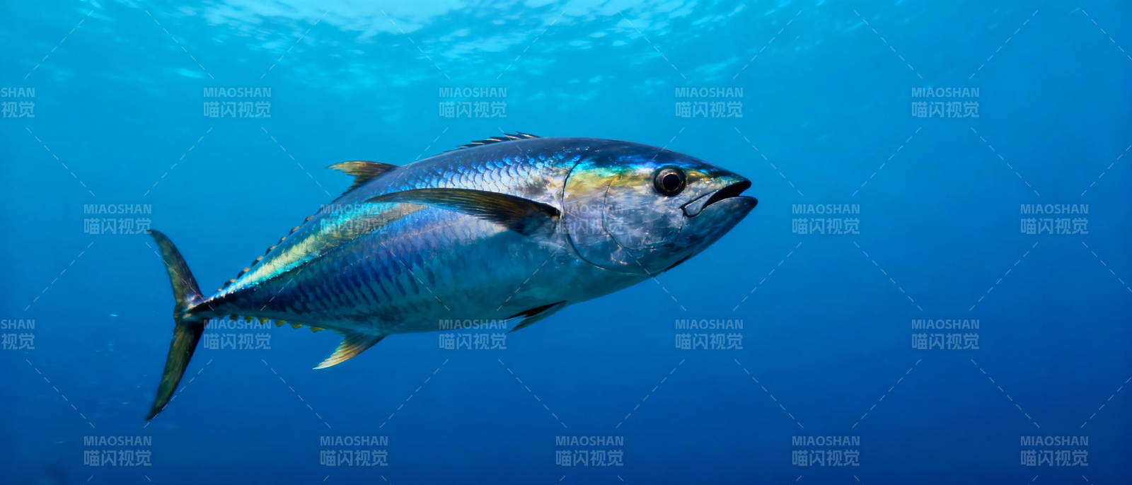 深海金枪鱼游弋图片