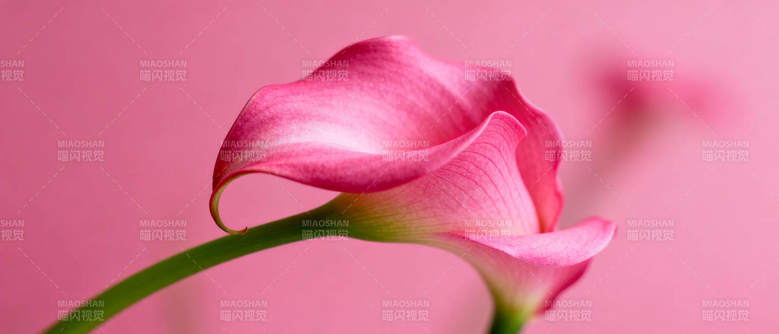 粉红马蹄莲绽放图片